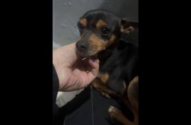 Cachorro é encontrado no bairro Alto Alegre