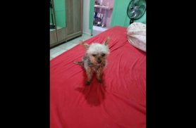 Cachorra Thina desapareceu no bairro Colonial