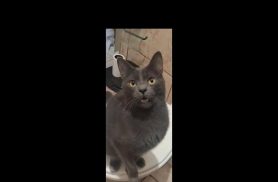 Gato Puma desapareceu no bairro Brasília