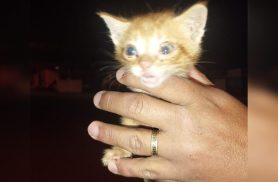 Milagre no bueiro: filhote sobrevive dentro de saco com quatro gatos mortos em Cascavel
