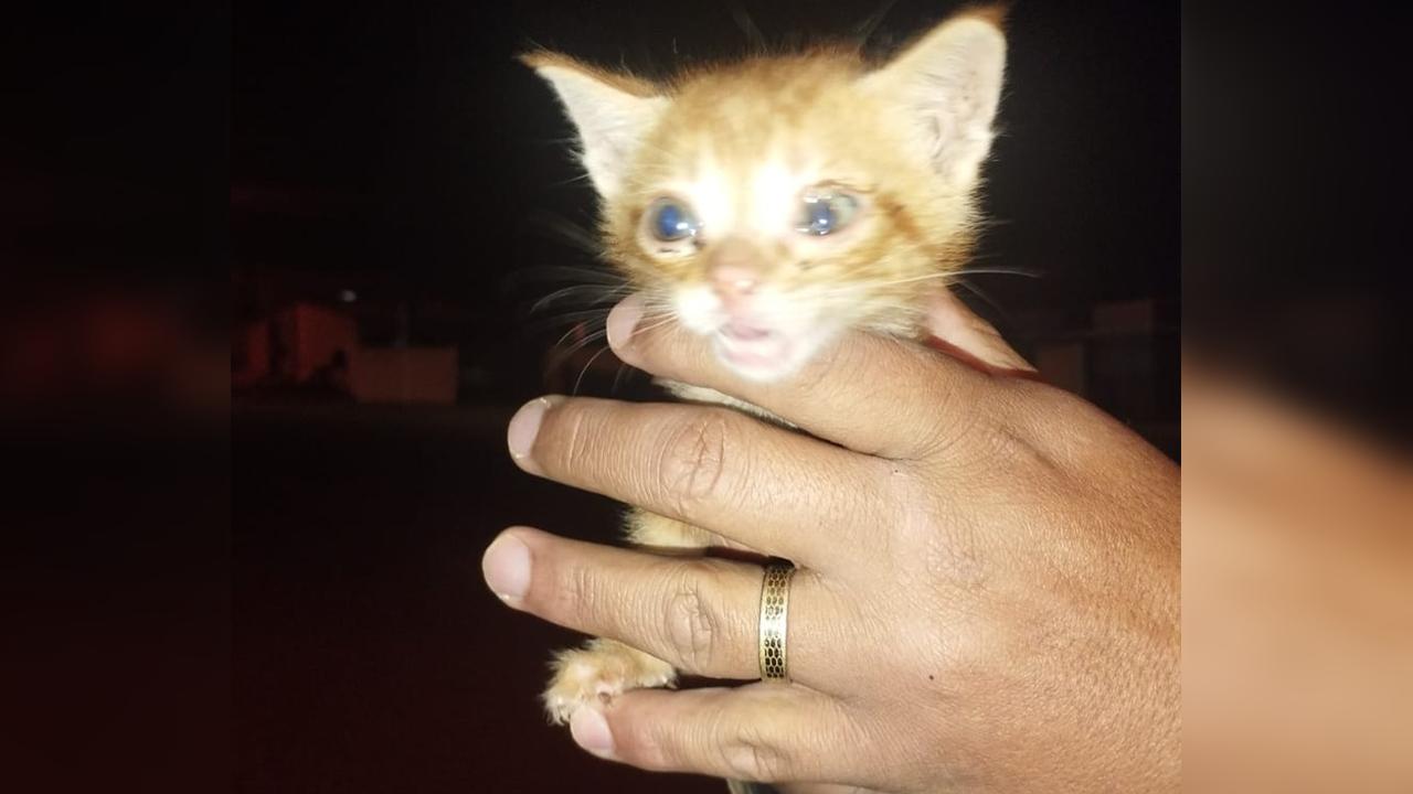 Milagre no bueiro: filhote sobrevive dentro de saco com quatro gatos mortos em Cascavel