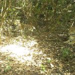 “Casalzinho novo”: câmeras do Projeto Onças do Iguaçu registram encontro de onças-pintadas Imagem relativa a “Casalzinho novo”: câmeras do Projeto Onças do Iguaçu registram encontro de onças-pintadas