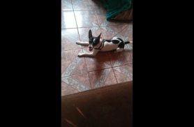 Cachorro Fred desapareceu no bairro Presidente