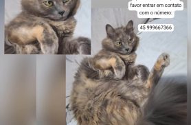 Gata Lili desapareceu no bairro Santa Felicidade