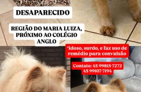 Cachorro desapareceu no bairro Maria Luiza