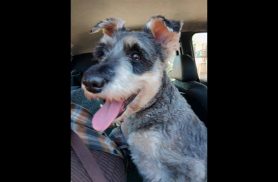 Cachorra é encontrada no bairro Pioneiros Catarinenses