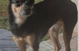 Cachorra Cacau desapareceu no bairro Brasília