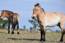 Takhi, o cavalo selvagem que virou símbolo de restauração na Mongólia