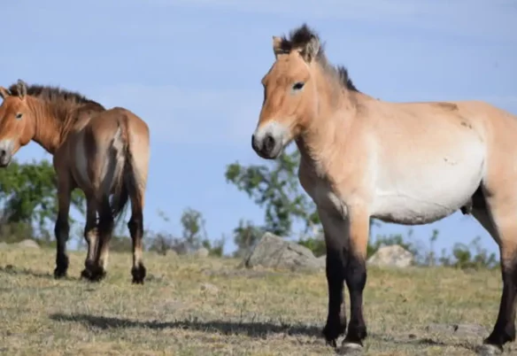 Takhi, o cavalo selvagem que virou símbolo de restauração na Mongólia