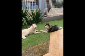 Cachorro Duke/Branca desapareceu no bairro Neva