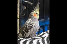Calopsita Chico mais é uma calopsita fêmea que tenho a ano desapareceu no bairro Santos Dumont