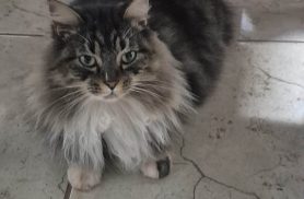 Gata Nine desapareceu no bairro Cataratas