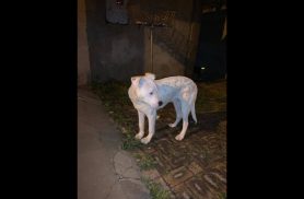 Cachorro é encontrado no bairro Periolo