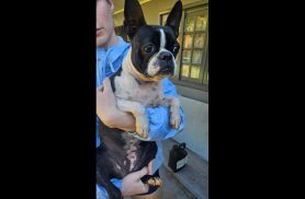 Cachorra é encontrada no bairro Maria Luiza