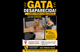 Gata Khalifa desapareceu no bairro Santa Cruz