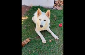 Cachorra Luna desapareceu no bairro Floresta