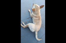 Cachorro é encontrado no bairro Claudete