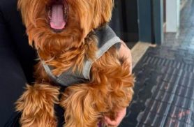 Cachorro é encontrado no bairro Neva
