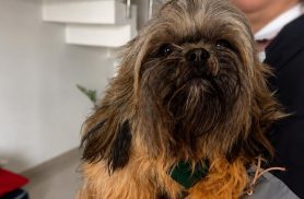 Cachorro é encontrado no bairro Cancelli