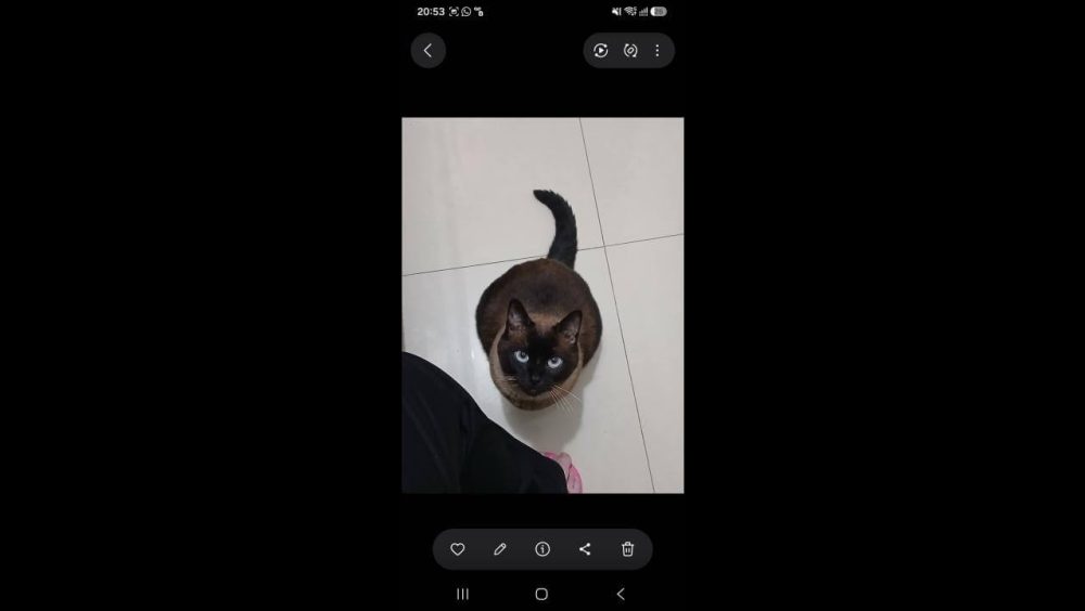 Gata Xangozinha desapareceu no bairro Santa Felicidade Imagem referente a Gata Xangozinha desapareceu no bairro Santa Felicidade