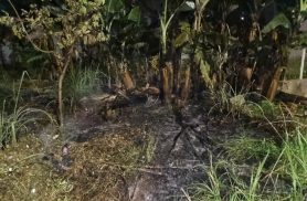 Bombeiros controlam incêndio em galhos secos no Bairro Universitário, em Cascavel