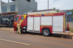 Felino se envolve em apuro e precisa de resgate dos Bombeiros em Cascavel