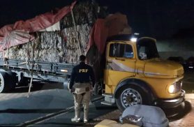 Motorista é detido com cerca de uma tonelada de maconha escondida em carga de recicláveis na BR-277