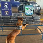 Imagem relativa a Agente canina identifica transporte de drogas na Ponte da Amizade