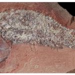 Imagem relativa a Estudo mostra fóssil de peixe pré-histórico encontrado em Mato Grosso
