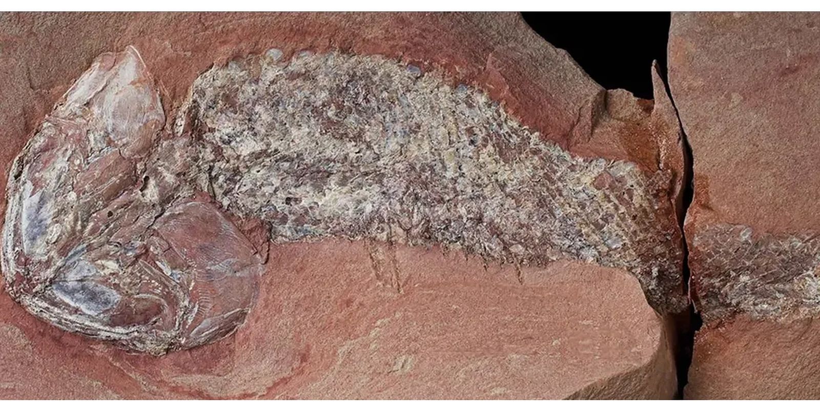 Imagem referente a Estudo mostra fóssil de peixe pré-histórico encontrado em Mato Grosso