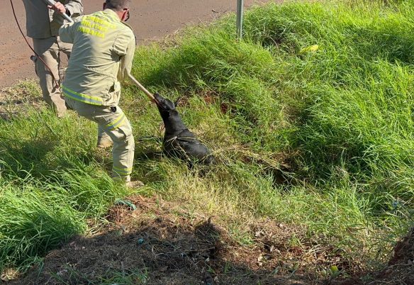 Cachorro cai em buraco e é socorrido pelo Corpo de Bombeiros