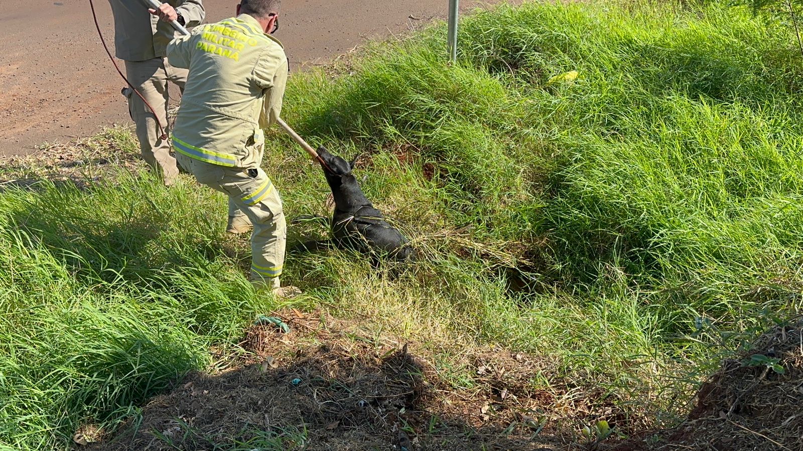 Cachorro cai em buraco e é socorrido pelo Corpo de Bombeiros