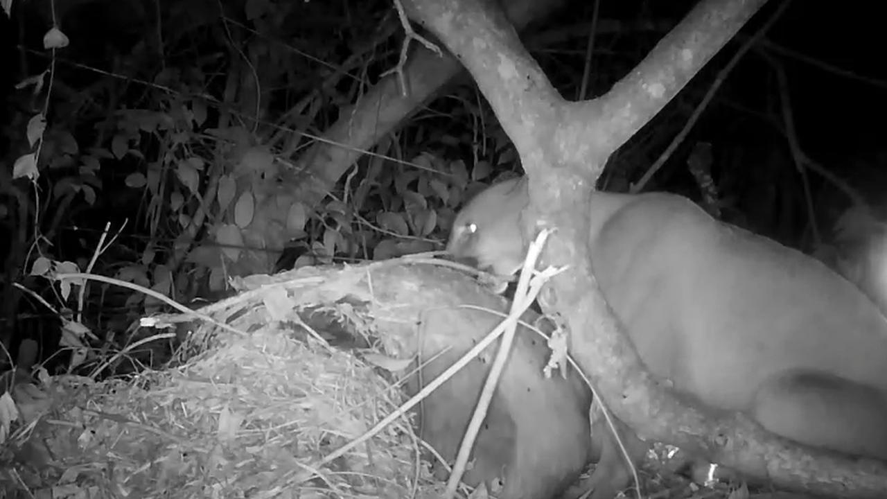 Onça-parda é flagrada devorando pônei em comunidade de Santa Maria