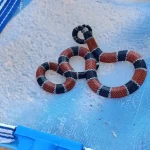 Defesa Civil captura cobra-coral verdadeira em piscina de residência Imagem relativa a Defesa Civil captura cobra-coral verdadeira em piscina de residência