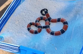 Defesa Civil captura cobra-coral verdadeira em piscina de residência