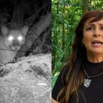 Projeto Onças do Iguaçu se manifesta após ataque de onça-parda em Santa Maria Imagem relativa a Projeto Onças do Iguaçu se manifesta após ataque de onça-parda em Santa Maria