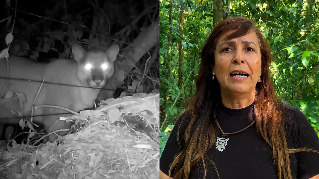 Projeto Onças do Iguaçu se manifesta após ataque de onça-parda em Santa Maria