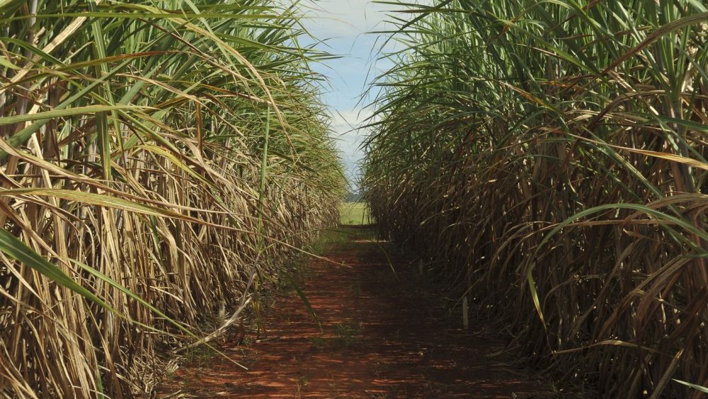 Conselho eleva limite de remuneração do Eco Invest Brasil Imagem referente a Conselho eleva limite de remuneração do Eco Invest Brasil