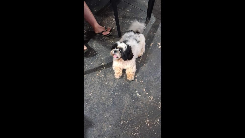 Cachorro é encontrado no bairro Periolo Imagem referente a Cachorro é encontrado no bairro Periolo