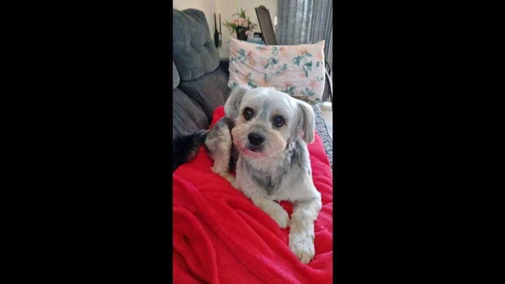 Cachorro Dimy desapareceu no bairro Santa Felicidade Imagem referente a Cachorro Dimy desapareceu no bairro Santa Felicidade