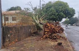 Forte vento arranca árvore pela raiz em Cascavel