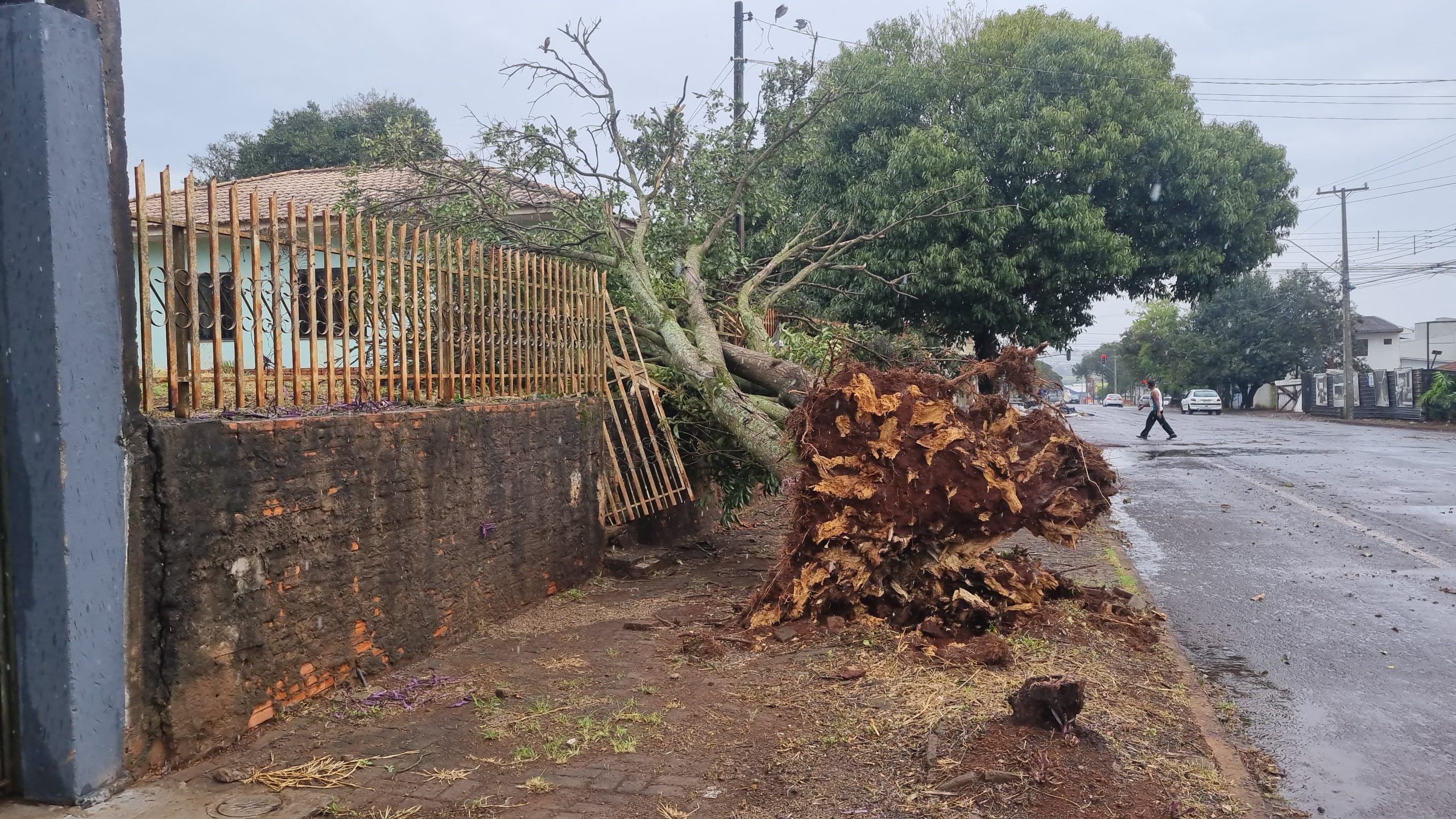 Forte vento arranca árvore pela raiz em Cascavel