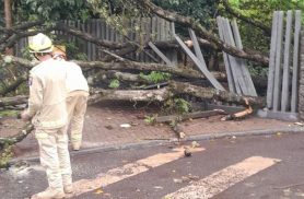 Árvore cai no Zoológico de Cascavel e atinge mulher; local é fechado neste domingo