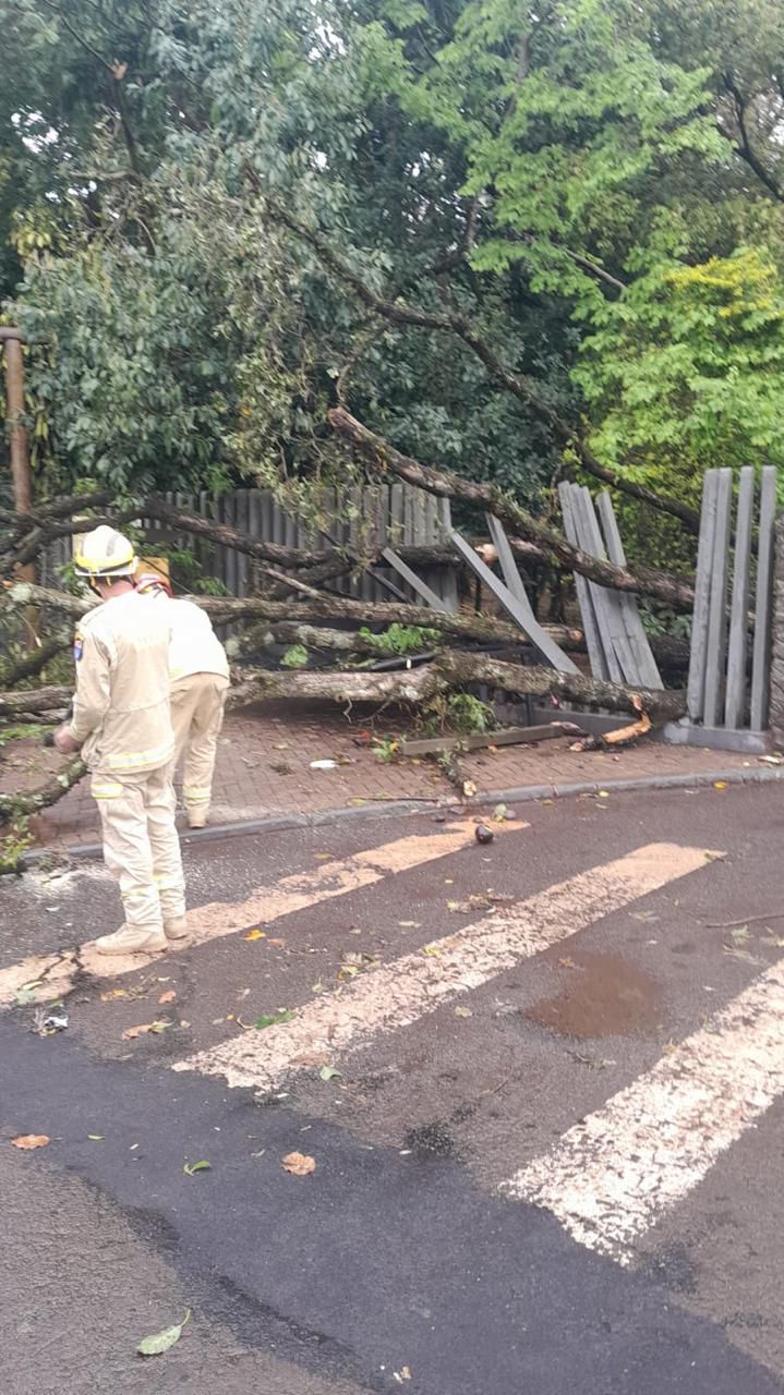 Árvore cai no Zoológico de Cascavel e atinge mulher; local é fechado neste domingo