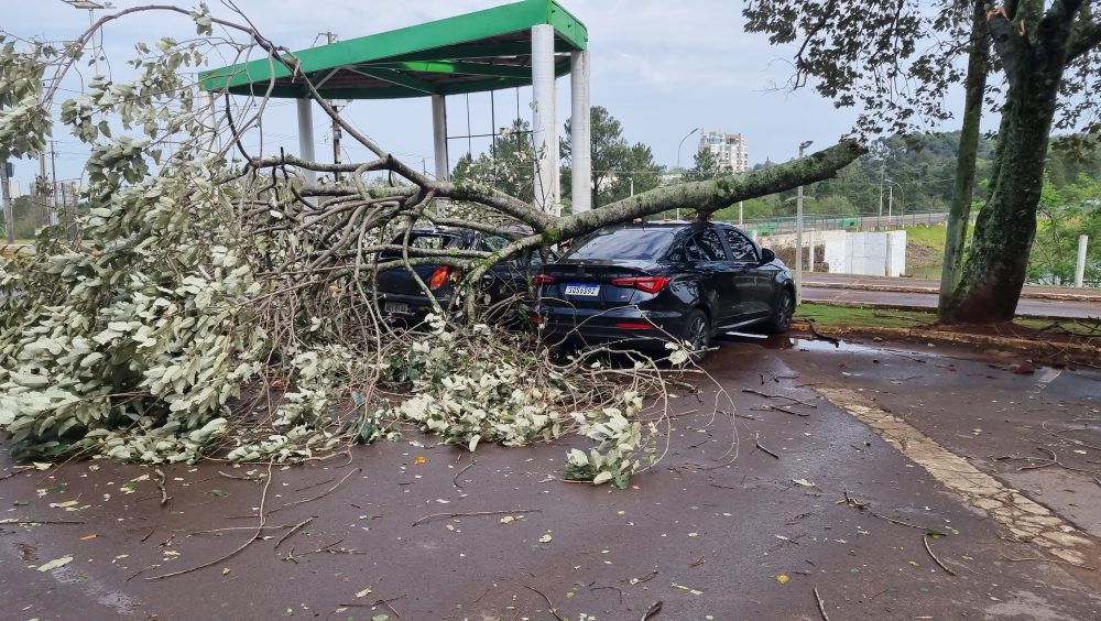 Árvore cai e atinge carros no Lago Municipal de Cascavel Imagem referente a Árvore cai e atinge carros no Lago Municipal de Cascavel