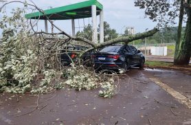 Árvore cai e atinge carros no Lago Municipal de Cascavel