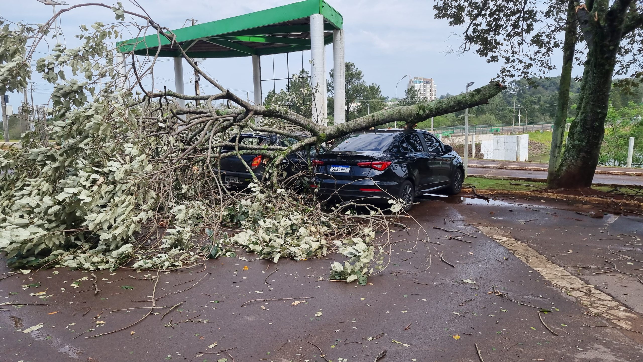 Árvore cai e atinge carros no Lago Municipal de Cascavel