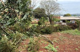 Pinheiro de grande porte cai em chácara e por pouco não atinge a BR-369 em Cascavel