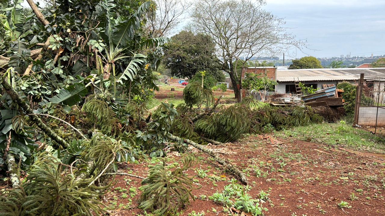 Pinheiro de grande porte cai em chácara e por pouco não atinge a BR-369 em Cascavel