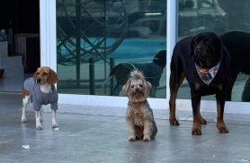 Beagle, Rottweiler e Yorkshire desaparecem no Parque São Paulo Beagle, Rottweiler e Yorkshire desaparecem no Parque São Paulo